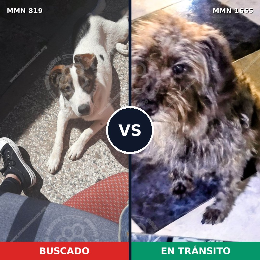 Comparativa MMS 35705: mascota perdida y mascota encontrada, 69% de similitud