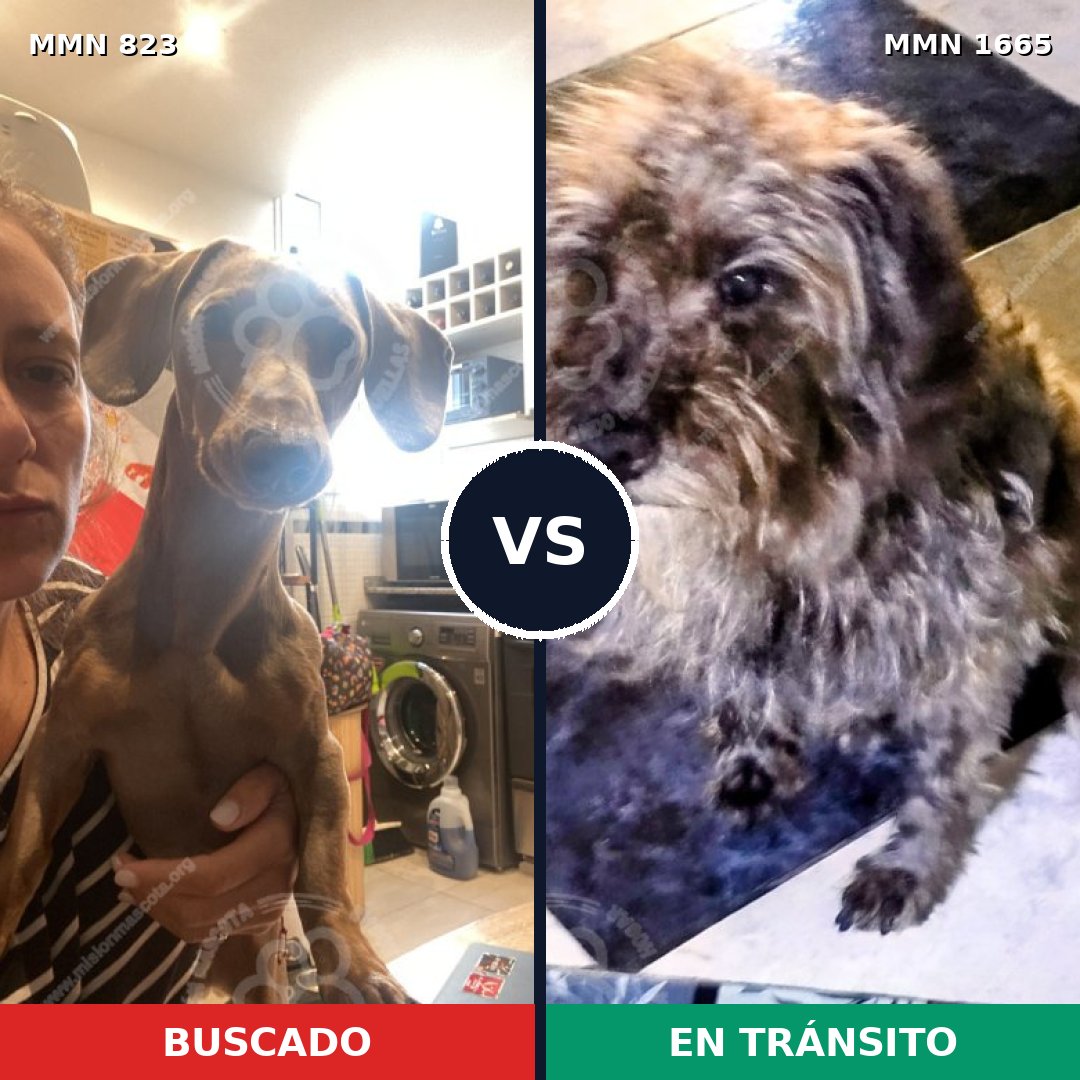Comparativa MMS 35706: mascota perdida y mascota encontrada, 28% de similitud