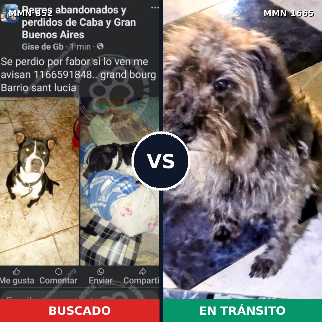 Comparativa MMS 35709: mascota perdida y mascota encontrada, 42% de similitud