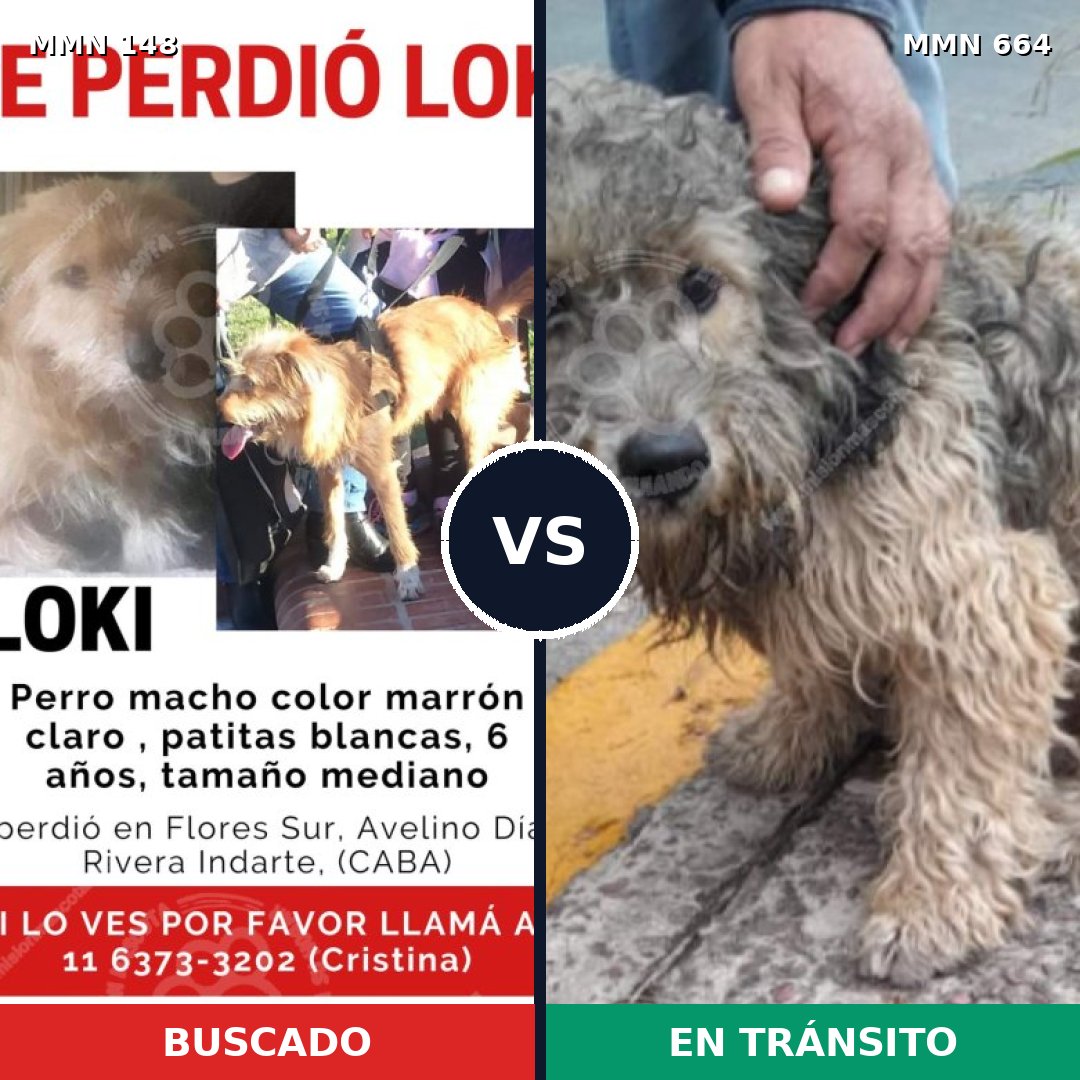 Comparativa MMS 3571: mascota perdida y mascota encontrada, 55% de similitud