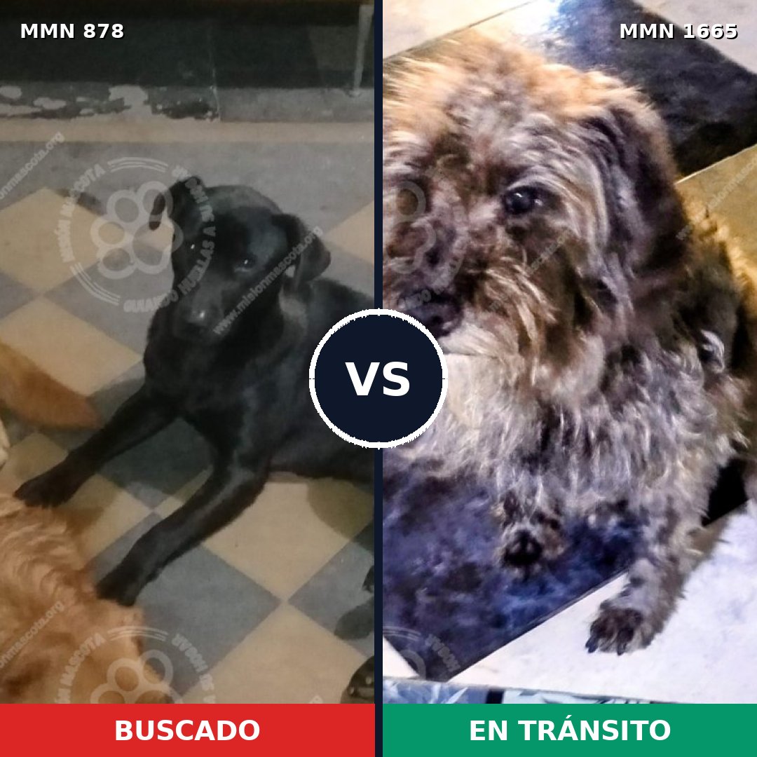 Comparativa MMS 35711: mascota perdida y mascota encontrada, 49% de similitud