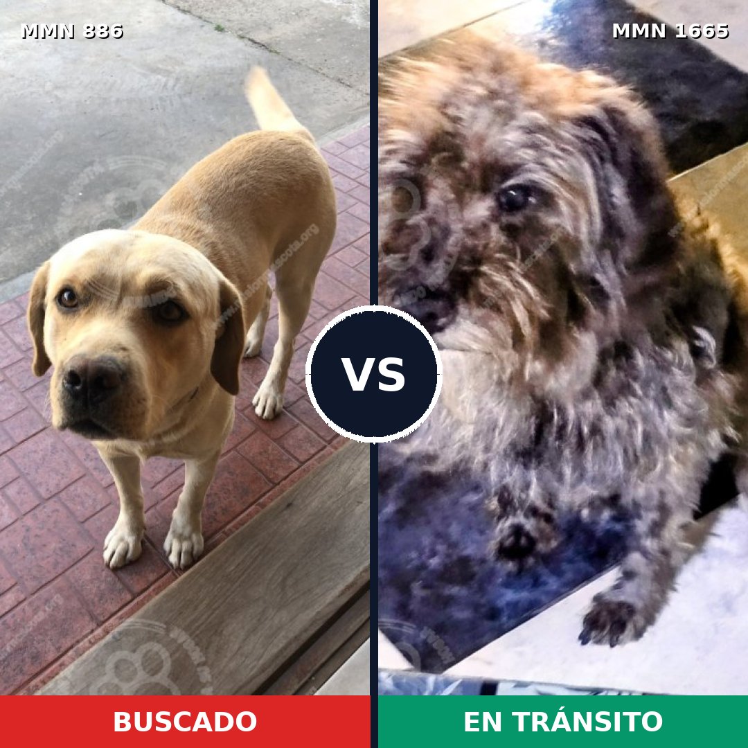 Comparativa MMS 35712: mascota perdida y mascota encontrada, 44% de similitud