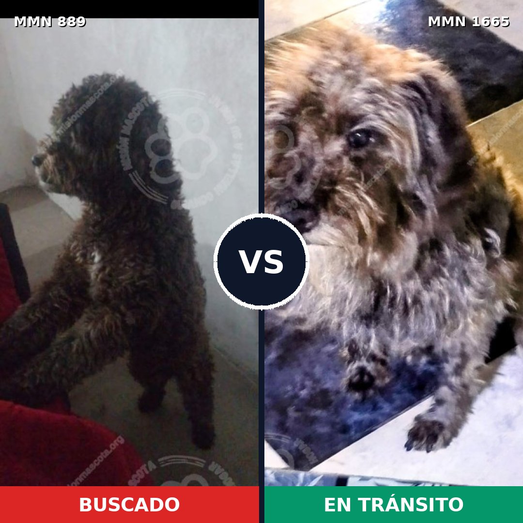 Comparativa MMS 35713: mascota perdida y mascota encontrada, 57% de similitud