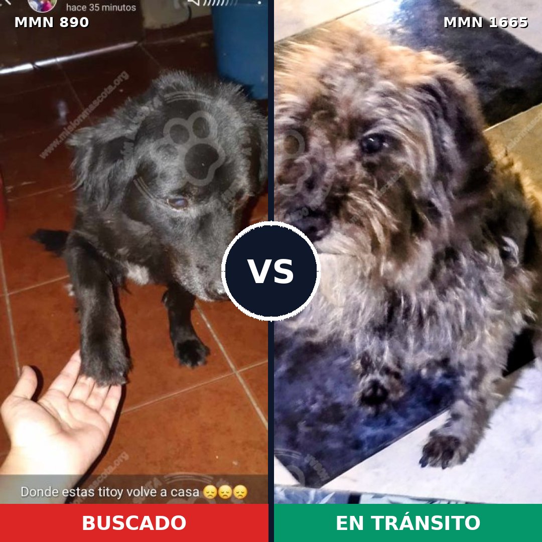 Comparativa MMS 35714: mascota perdida y mascota encontrada, 39% de similitud