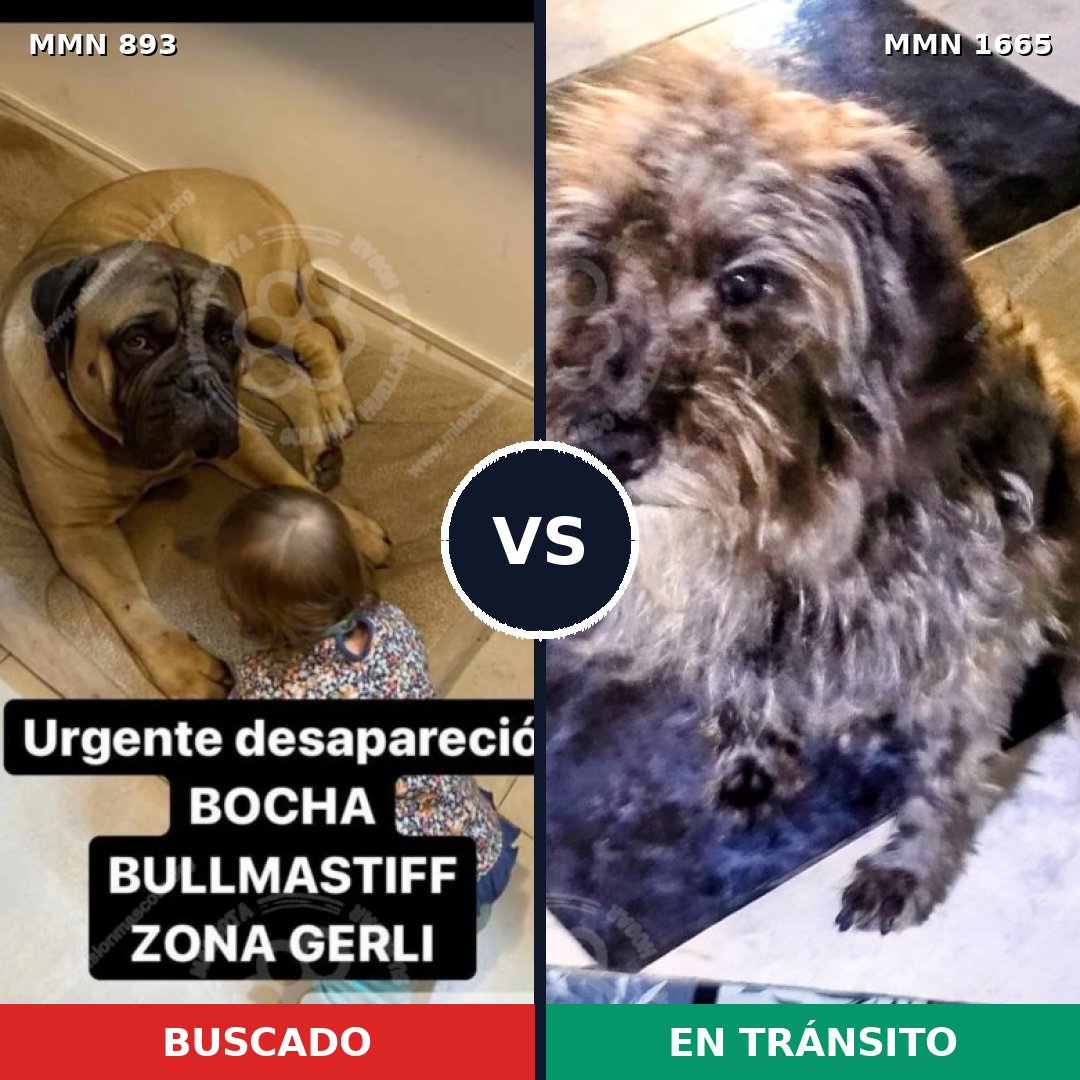 Comparativa MMS 35715: mascota perdida y mascota encontrada, 27% de similitud