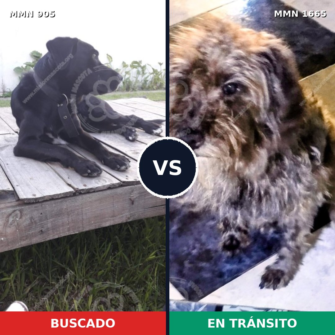Comparativa MMS 35716: mascota perdida y mascota encontrada, 75% de similitud
