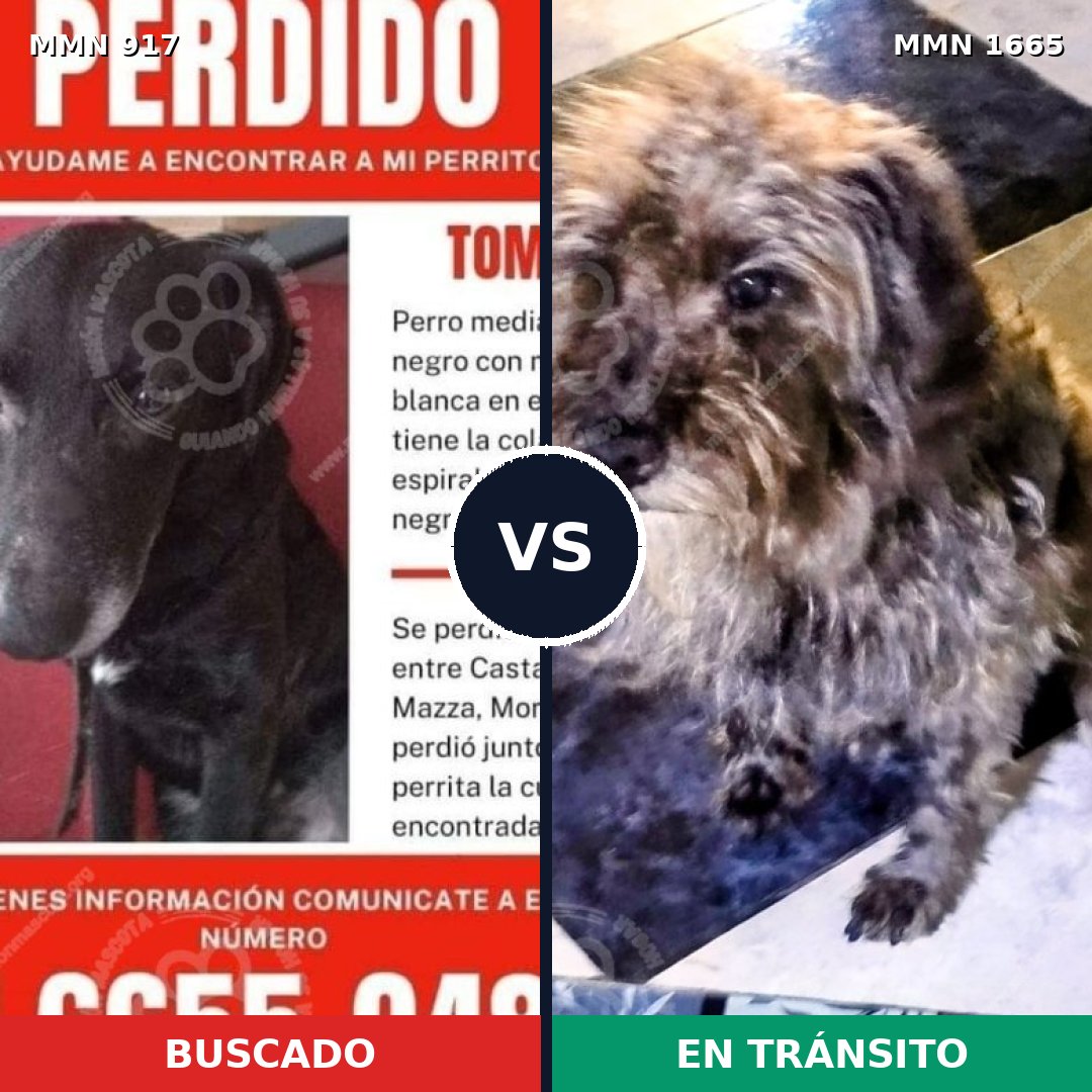 Comparativa MMS 35717: mascota perdida y mascota encontrada, 51% de similitud