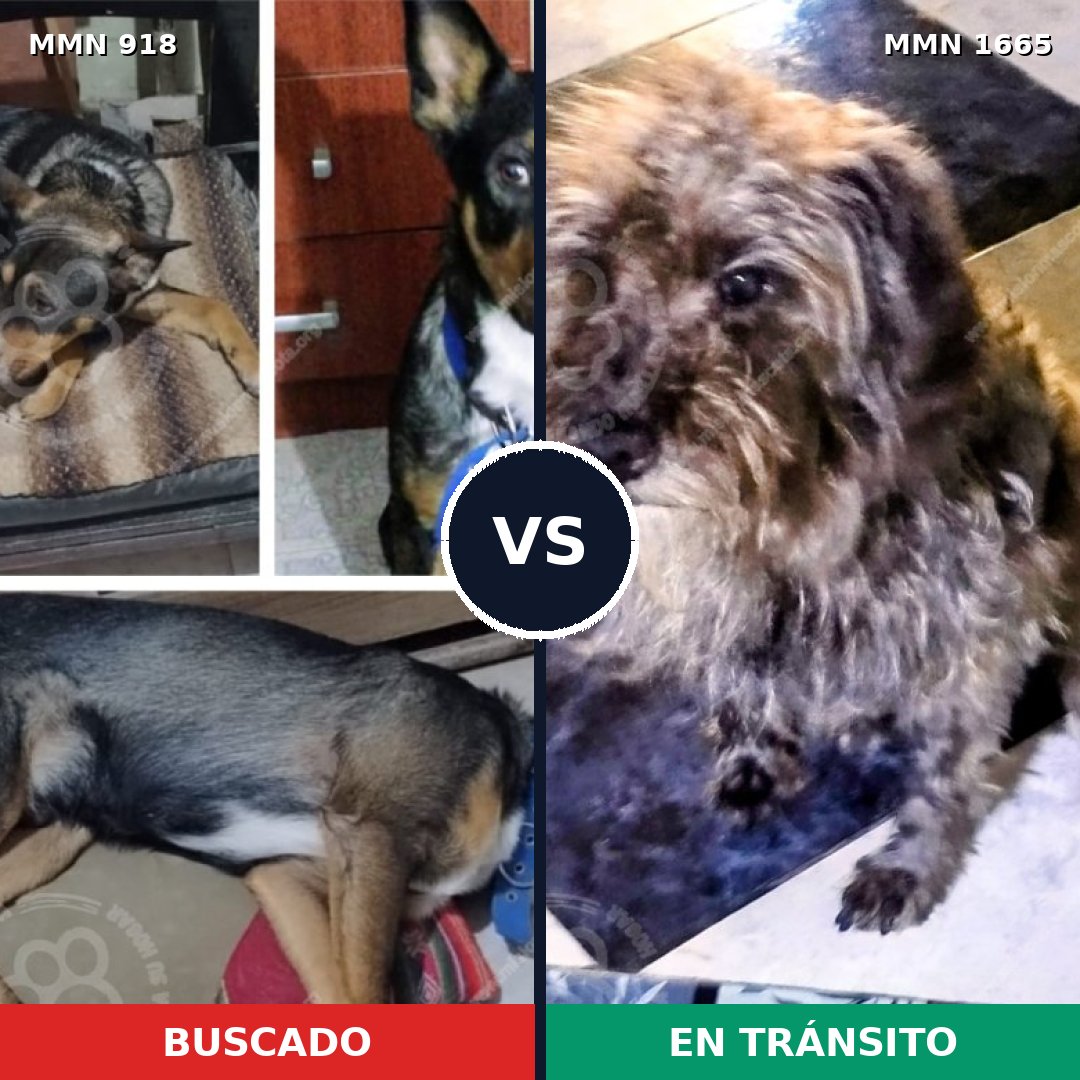 Comparativa MMS 35718: mascota perdida y mascota encontrada, 48% de similitud