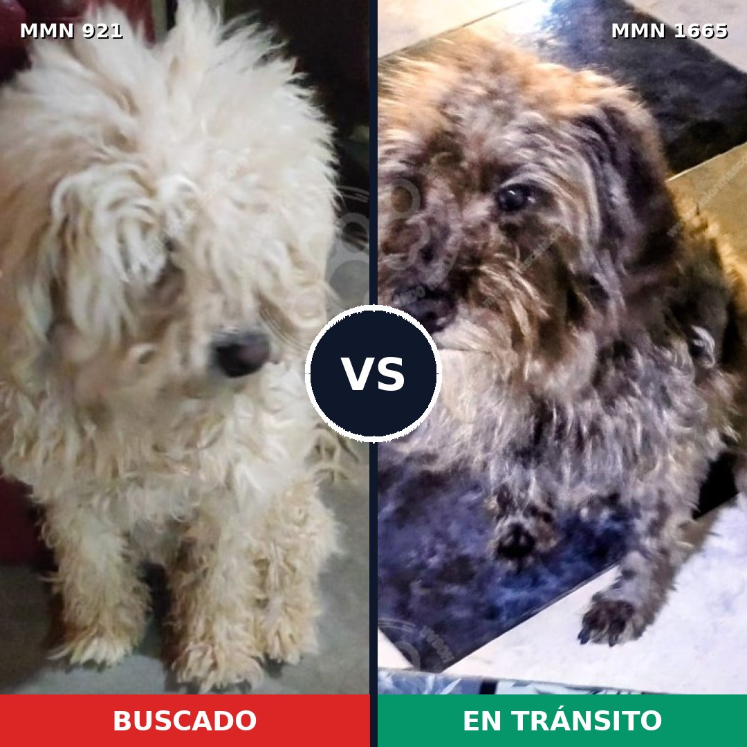 Comparativa MMS 35721: mascota perdida y mascota encontrada, 26% de similitud