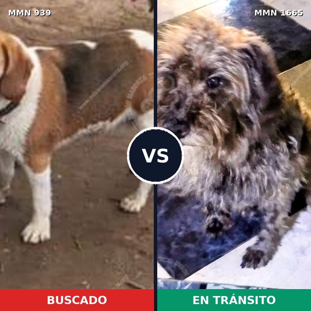 Comparativa MMS 35722: mascota perdida y mascota encontrada, 35% de similitud