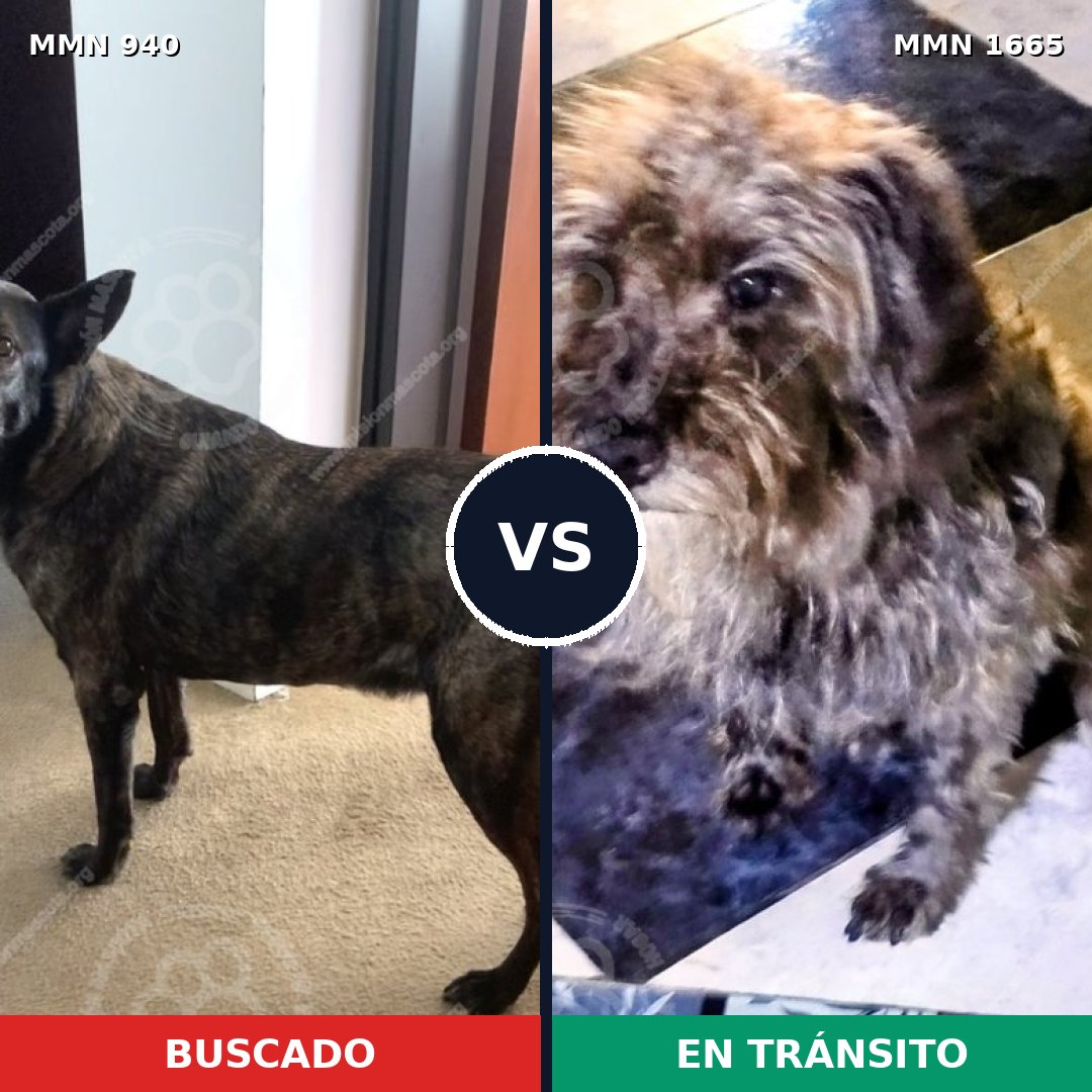Comparativa MMS 35723: mascota perdida y mascota encontrada, 56% de similitud