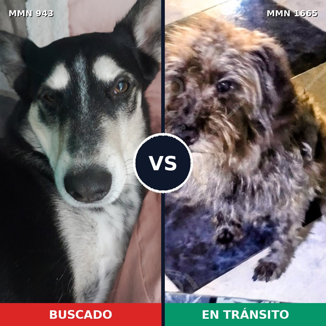 Comparativa MMS 35724: mascota perdida y mascota encontrada, 58% de similitud
