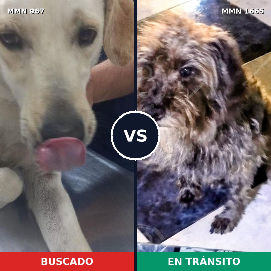 Comparativa MMS 35726: mascota perdida y mascota encontrada, 74% de similitud