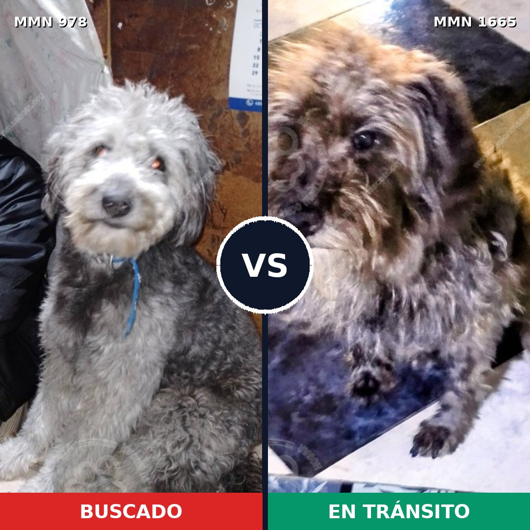 Comparativa MMS 35727: mascota perdida y mascota encontrada, 58% de similitud