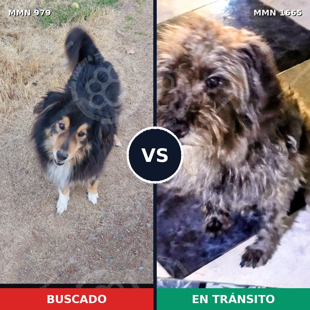 Comparativa MMS 35728: mascota perdida y mascota encontrada, 43% de similitud