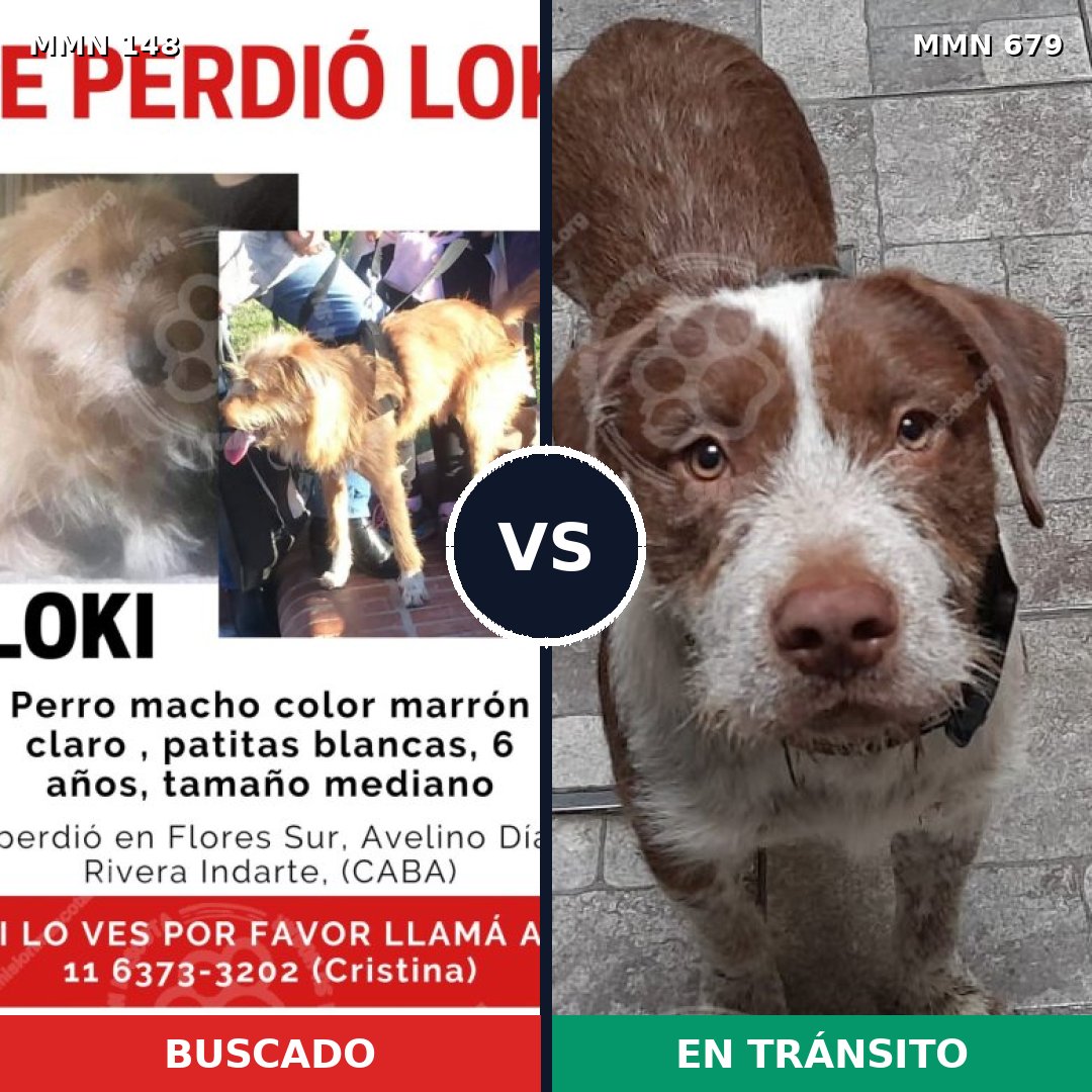 Comparativa MMS 3573: mascota perdida y mascota encontrada, 23% de similitud