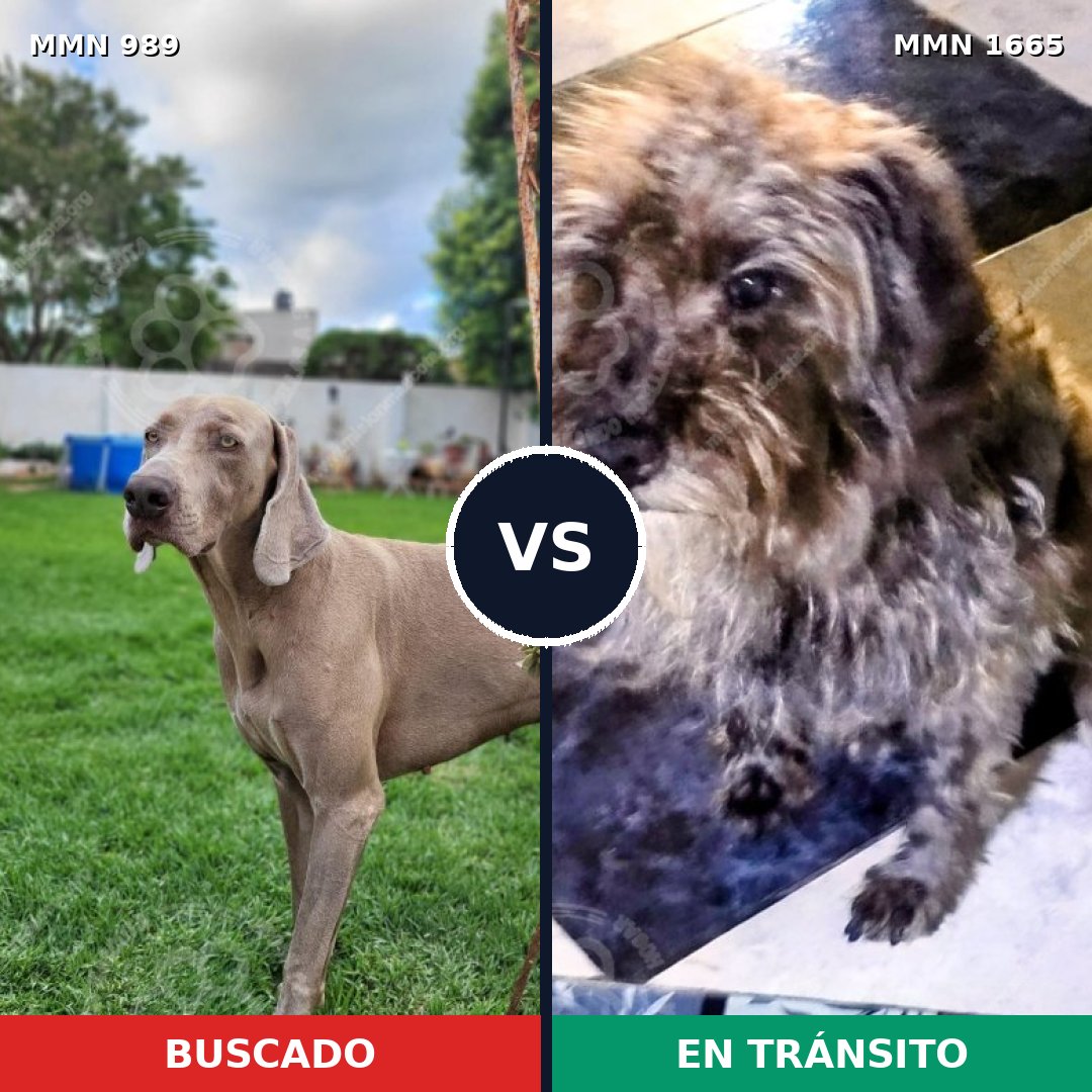 Comparativa MMS 35730: mascota perdida y mascota encontrada, 38% de similitud