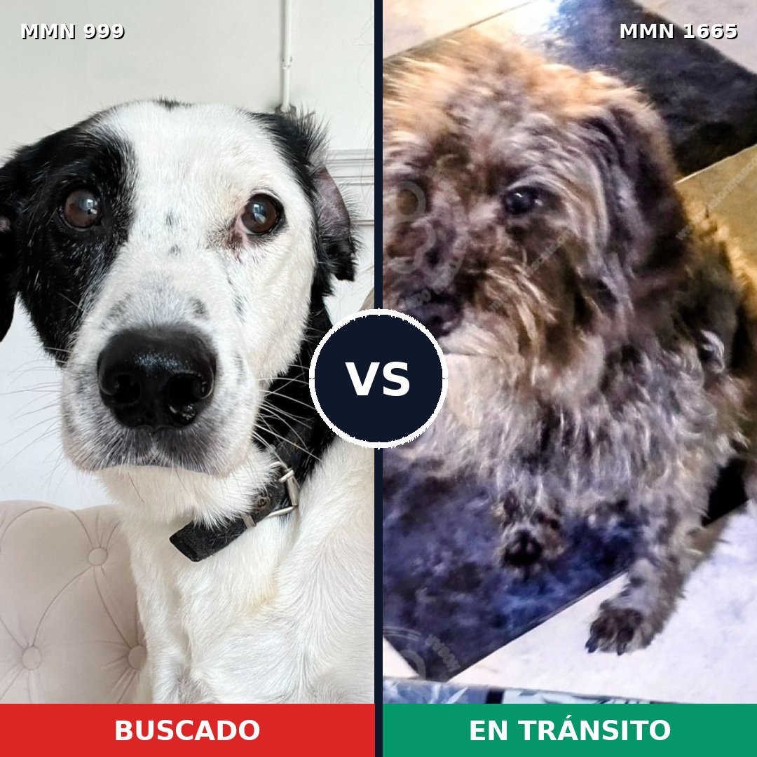 Comparativa MMS 35731: mascota perdida y mascota encontrada, 50% de similitud