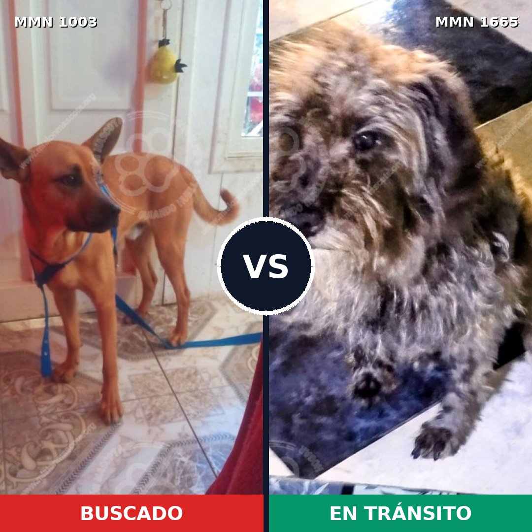 Comparativa MMS 35732: mascota perdida y mascota encontrada, 31% de similitud