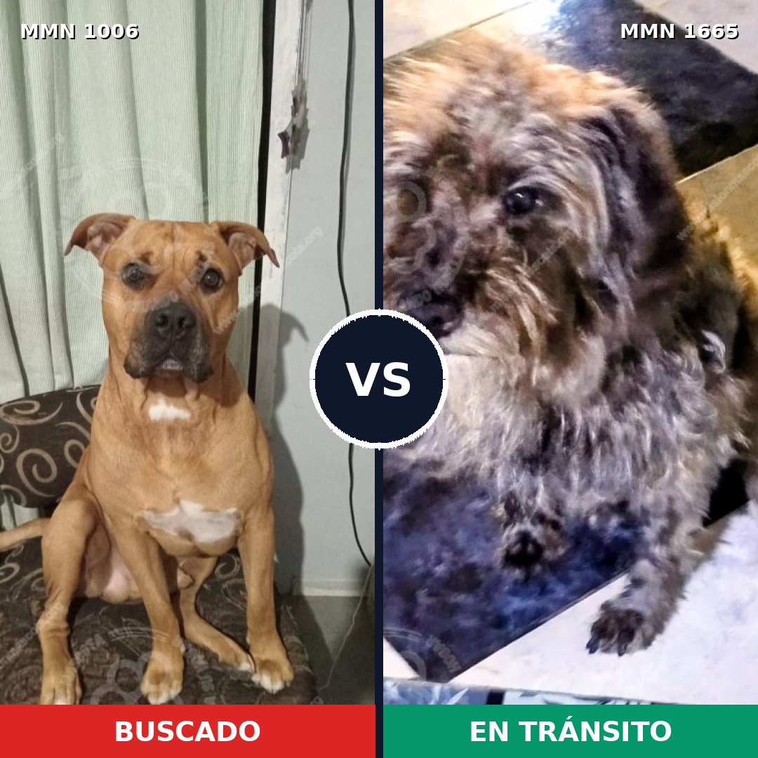 Comparativa MMS 35733: mascota perdida y mascota encontrada, 56% de similitud