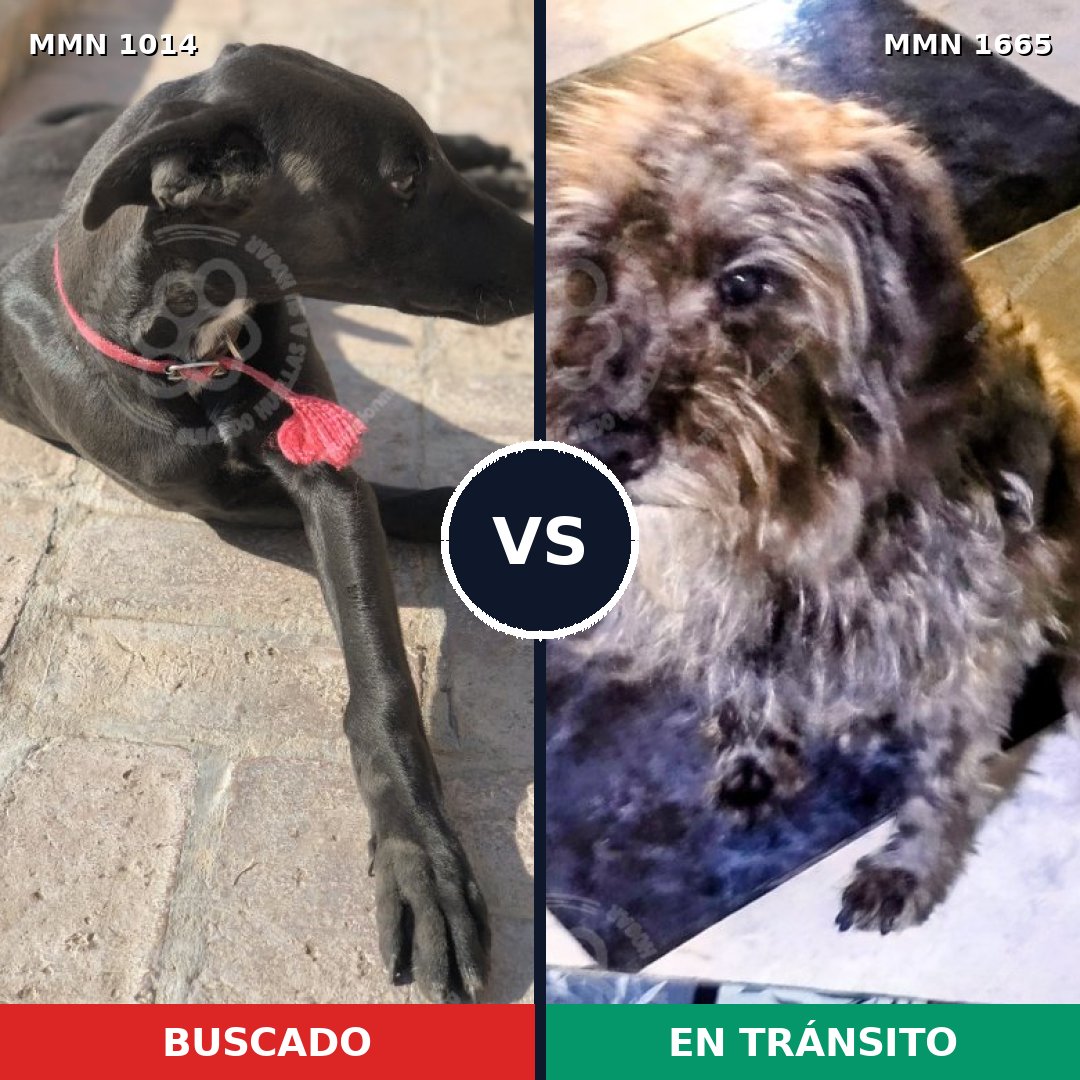 Comparativa MMS 35735: mascota perdida y mascota encontrada, 47% de similitud