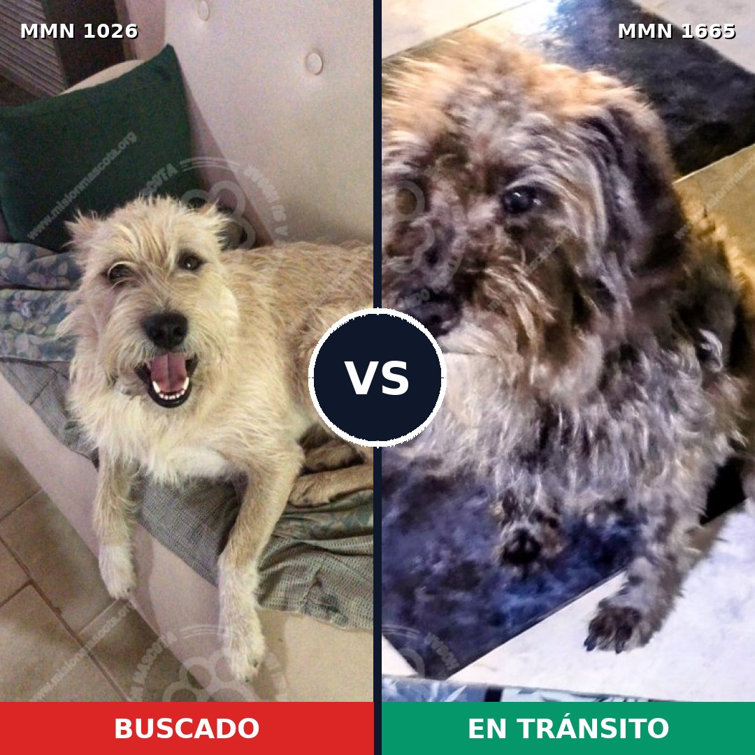 Comparativa MMS 35736: mascota perdida y mascota encontrada, 49% de similitud