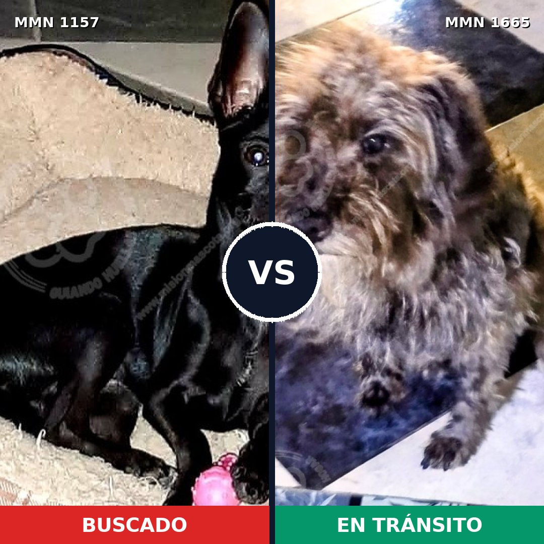 Comparativa MMS 35737: mascota perdida y mascota encontrada, 28% de similitud