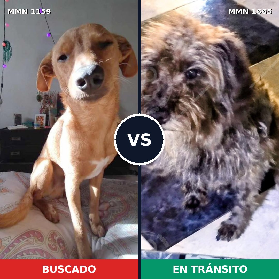 Comparativa MMS 35738: mascota perdida y mascota encontrada, 54% de similitud