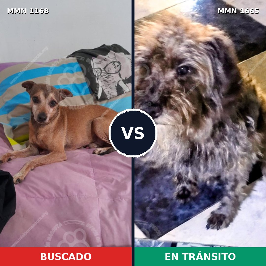 Comparativa MMS 35739: mascota perdida y mascota encontrada, 31% de similitud