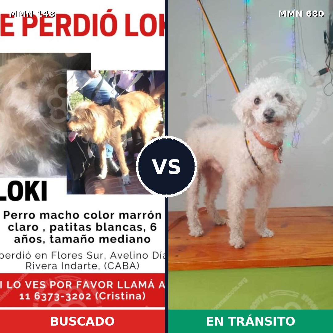 Comparativa MMS 3574: mascota perdida y mascota encontrada, 46% de similitud