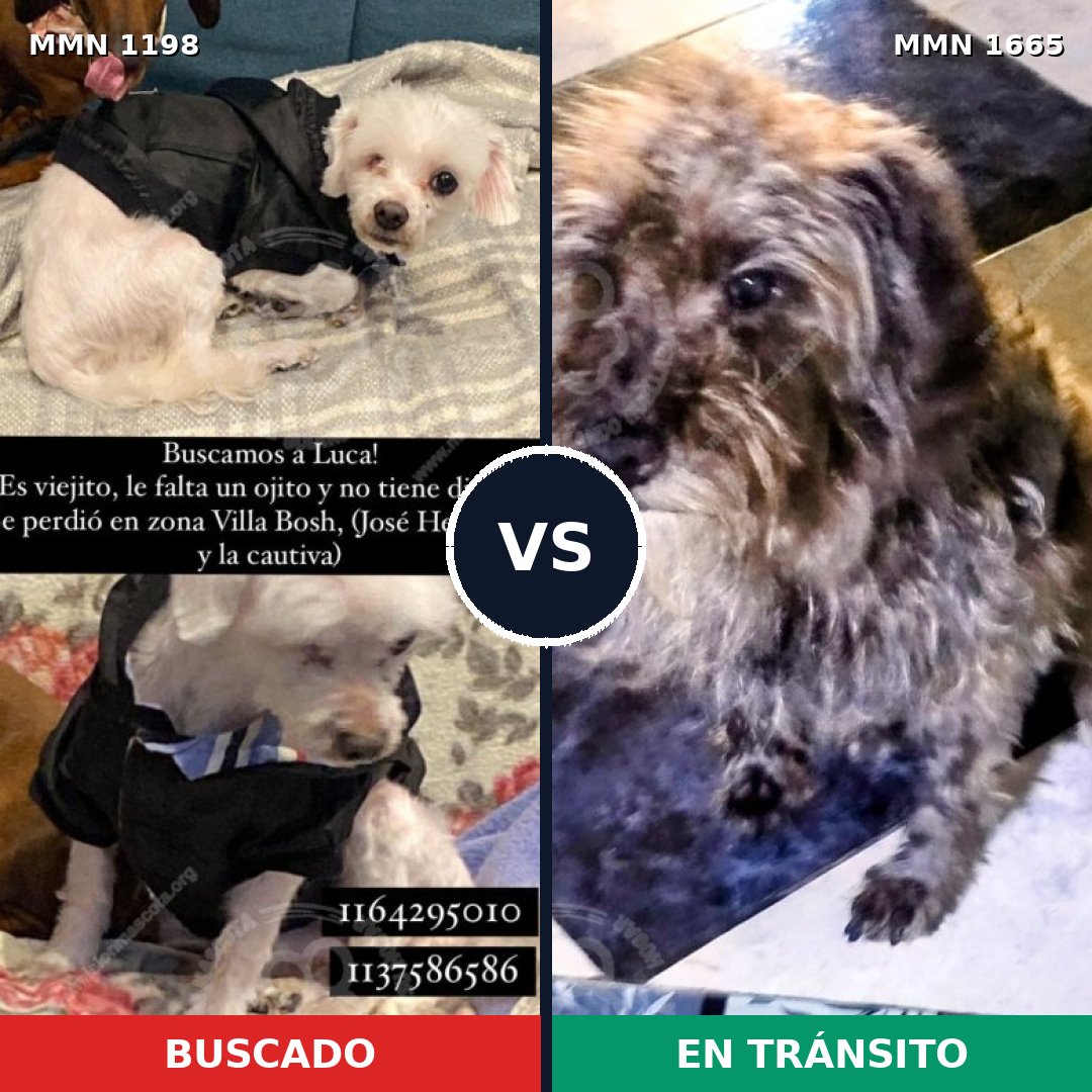 Comparativa MMS 35740: mascota perdida y mascota encontrada, 31% de similitud