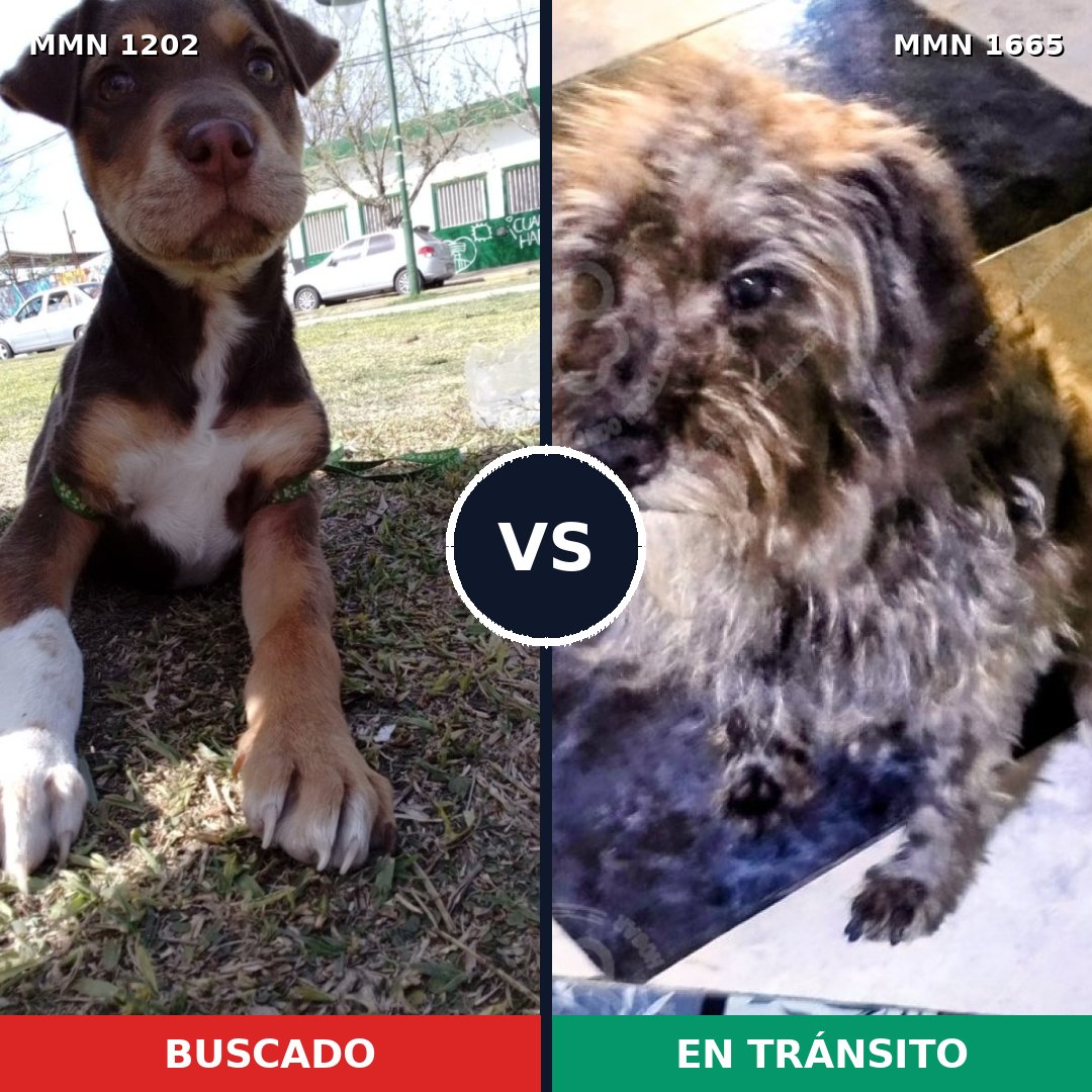 Comparativa MMS 35741: mascota perdida y mascota encontrada, 30% de similitud