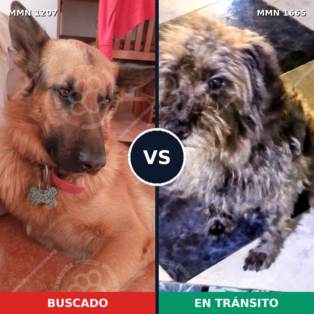 Comparativa MMS 35742: mascota perdida y mascota encontrada, 34% de similitud