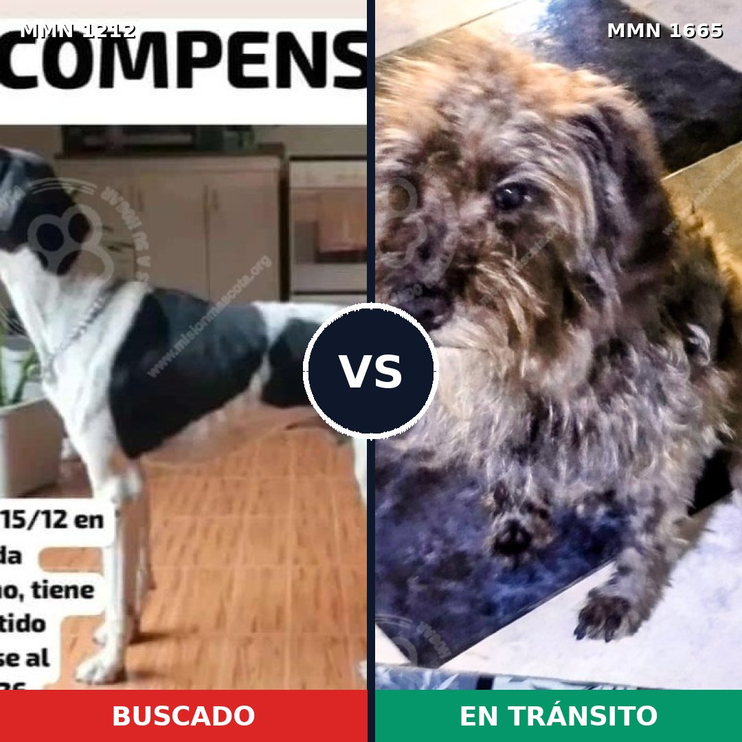Comparativa MMS 35744: mascota perdida y mascota encontrada, 35% de similitud