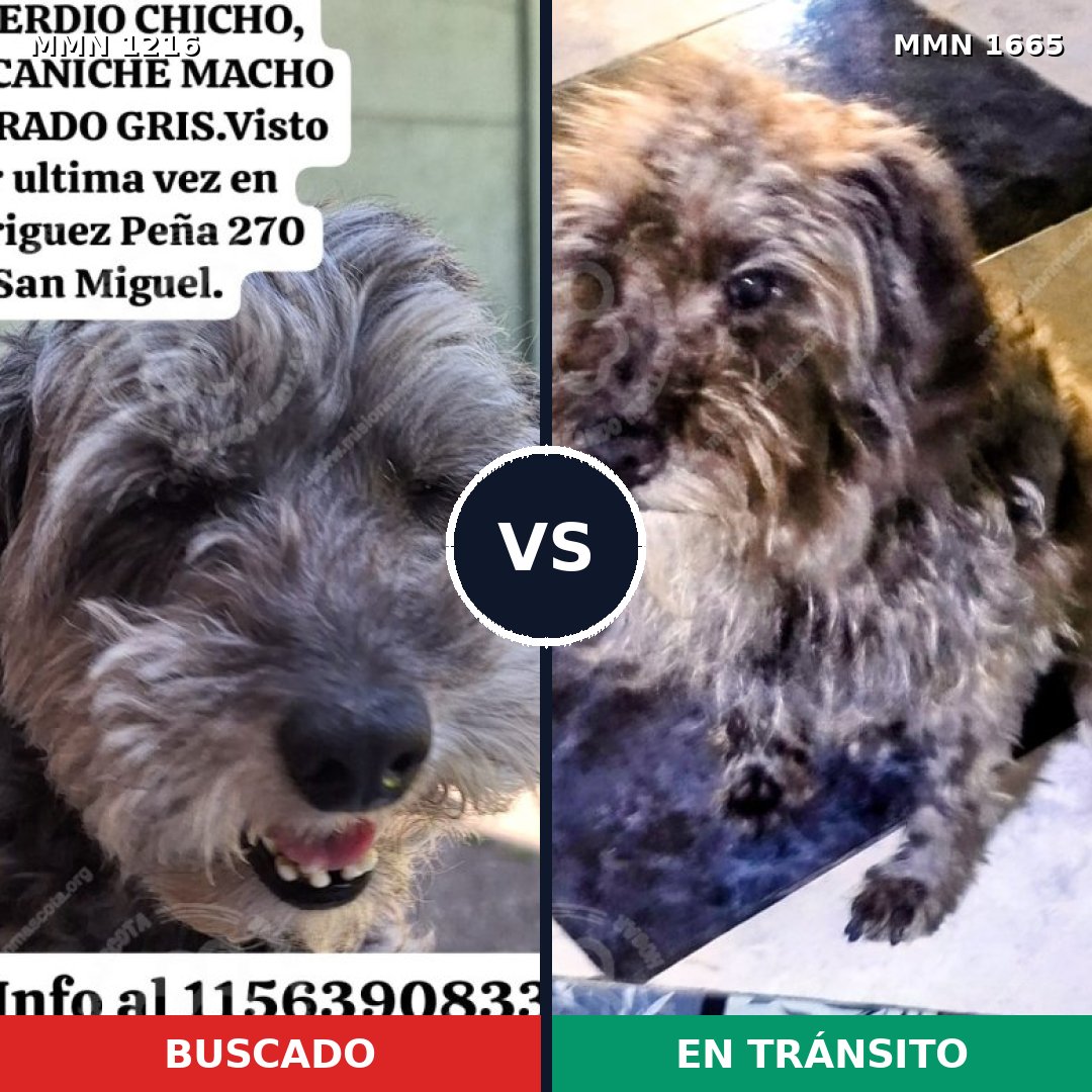 Comparativa MMS 35745: mascota perdida y mascota encontrada, 49% de similitud