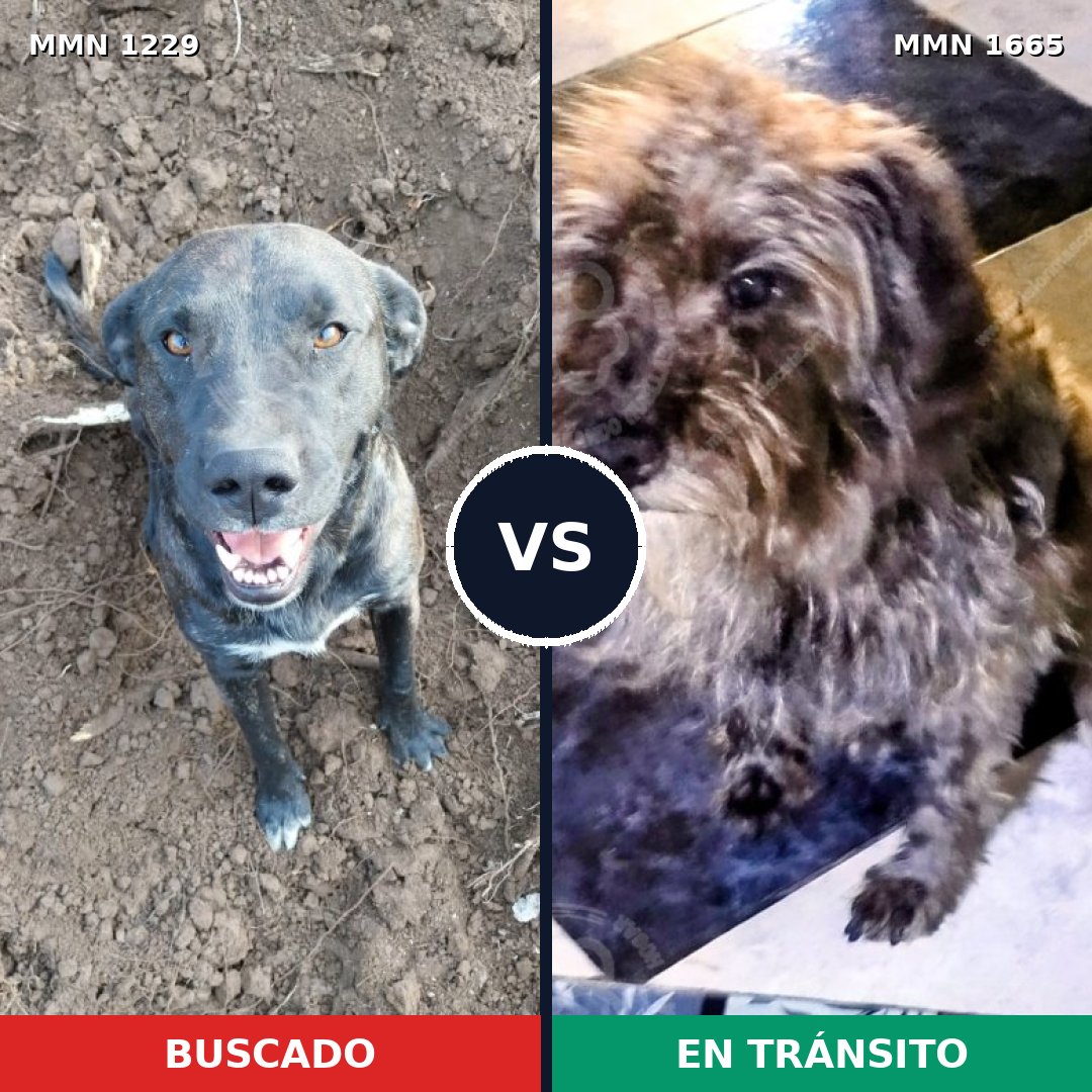 Comparativa MMS 35746: mascota perdida y mascota encontrada, 27% de similitud