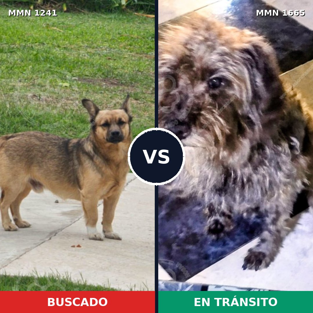 Comparativa MMS 35747: mascota perdida y mascota encontrada, 56% de similitud