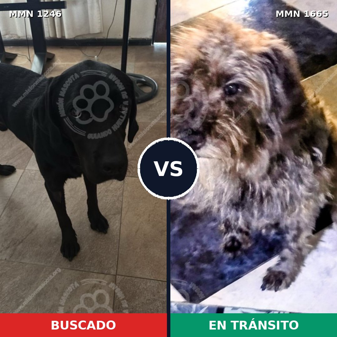 Comparativa MMS 35748: mascota perdida y mascota encontrada, 38% de similitud