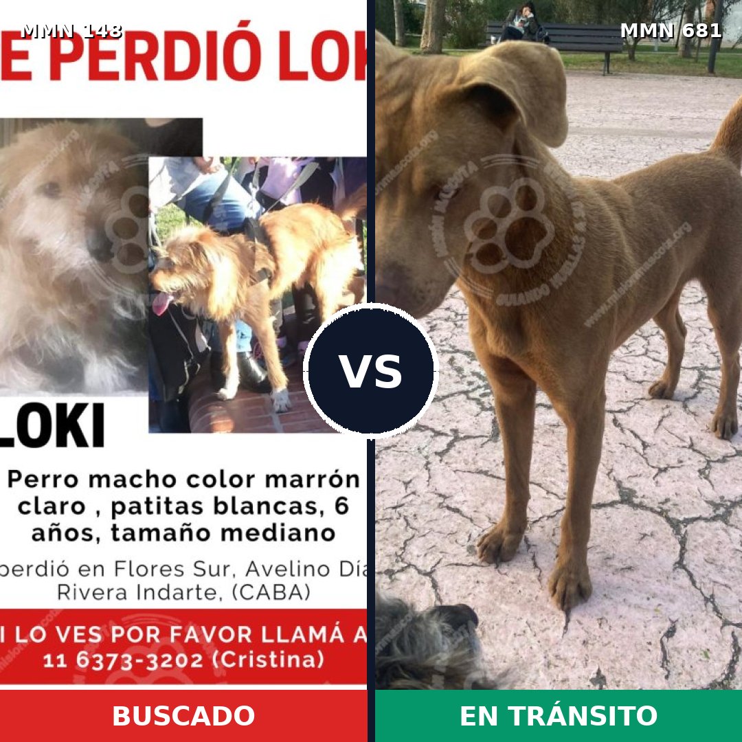 Comparativa MMS 3575: mascota perdida y mascota encontrada, 6% de similitud