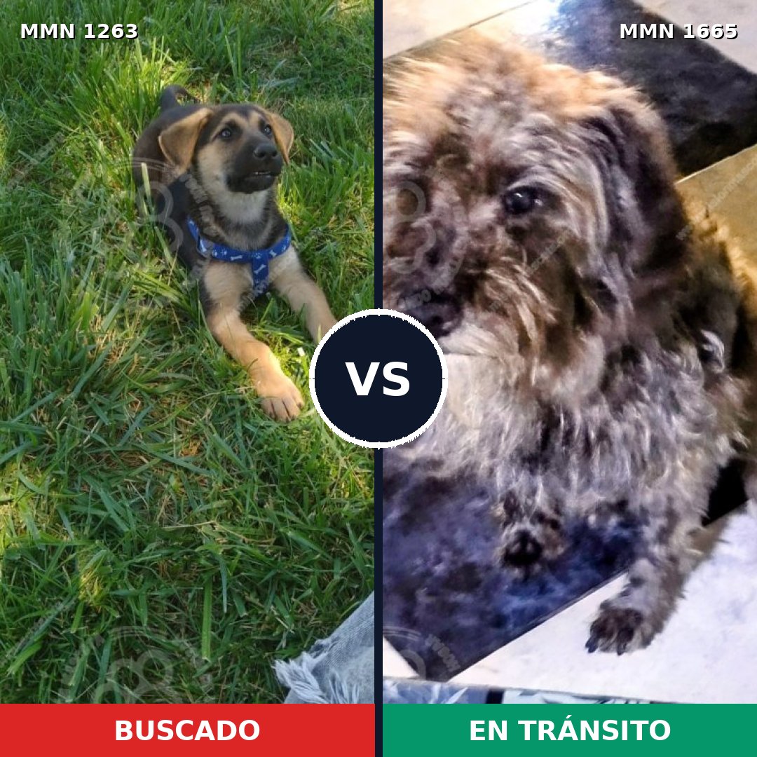 Comparativa MMS 35752: mascota perdida y mascota encontrada, 35% de similitud