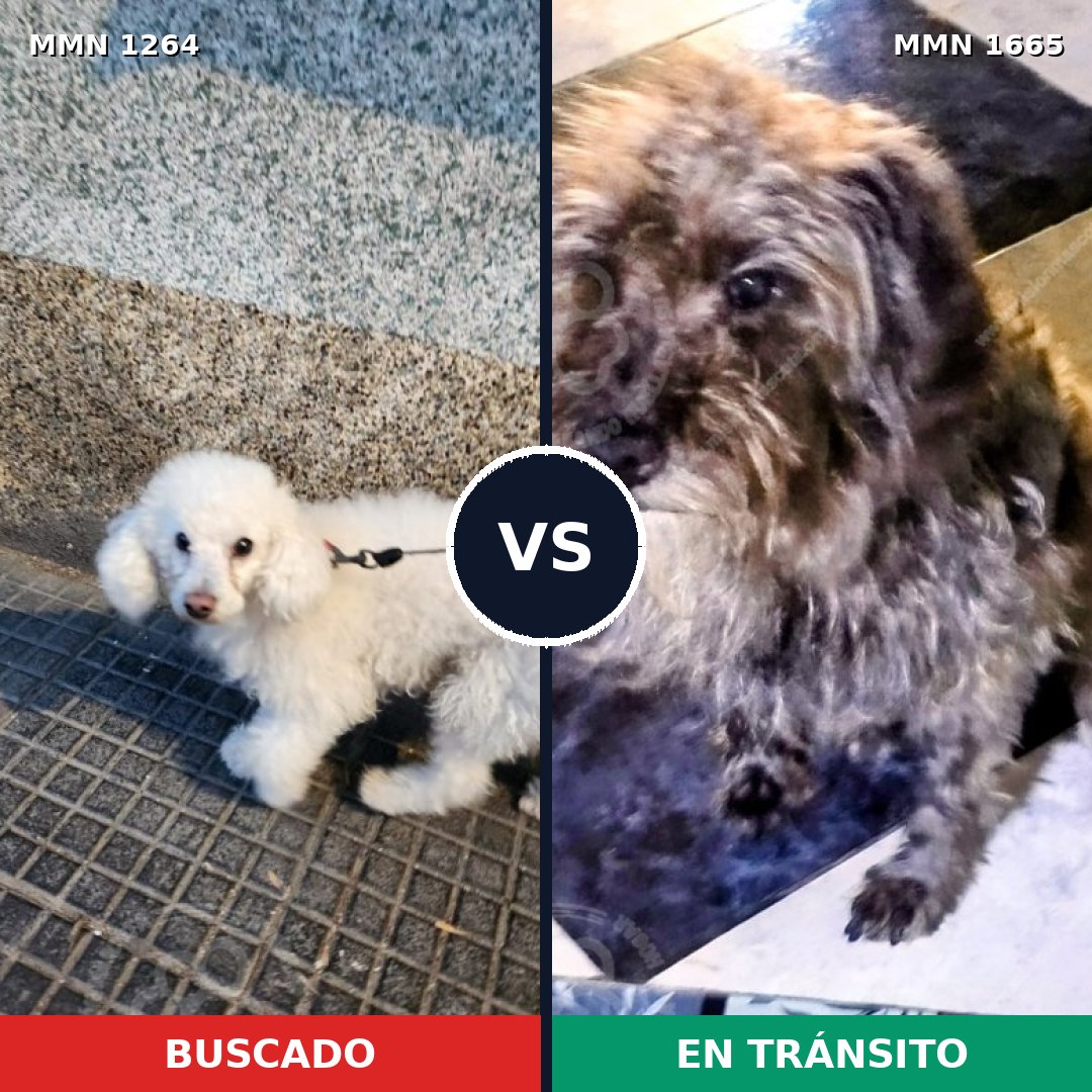 Comparativa MMS 35753: mascota perdida y mascota encontrada, 32% de similitud