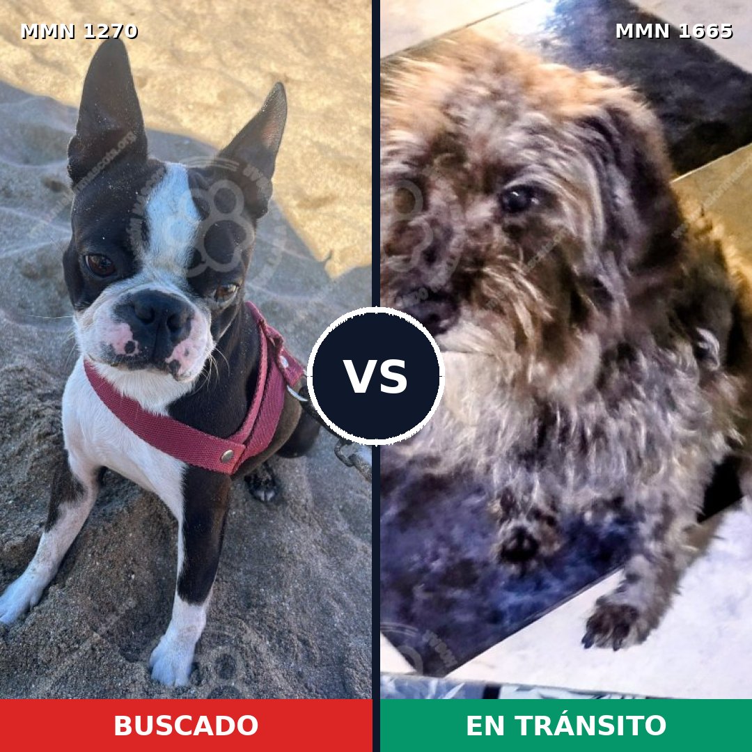 Comparativa MMS 35754: mascota perdida y mascota encontrada, 34% de similitud