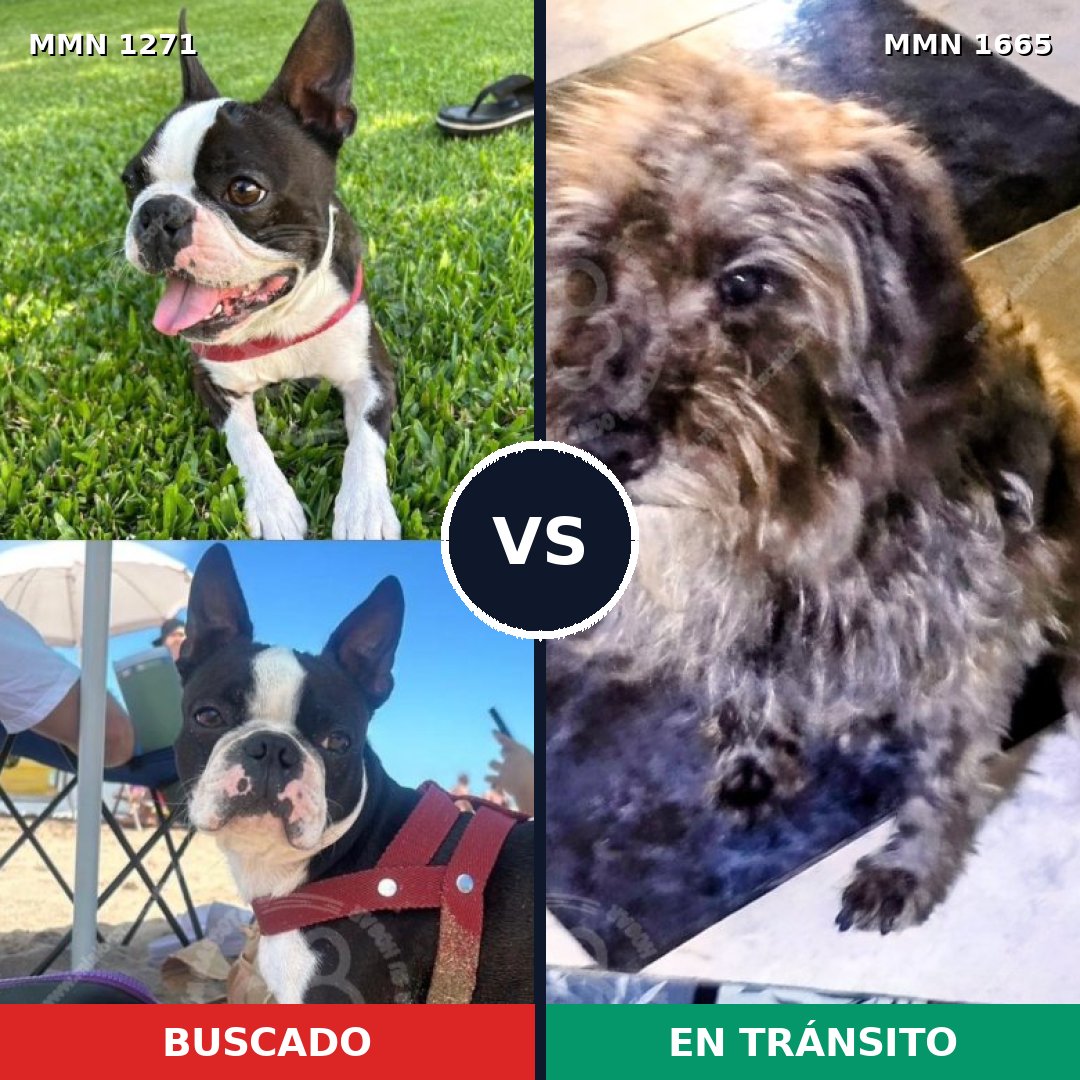 Comparativa MMS 35755: mascota perdida y mascota encontrada, 34% de similitud