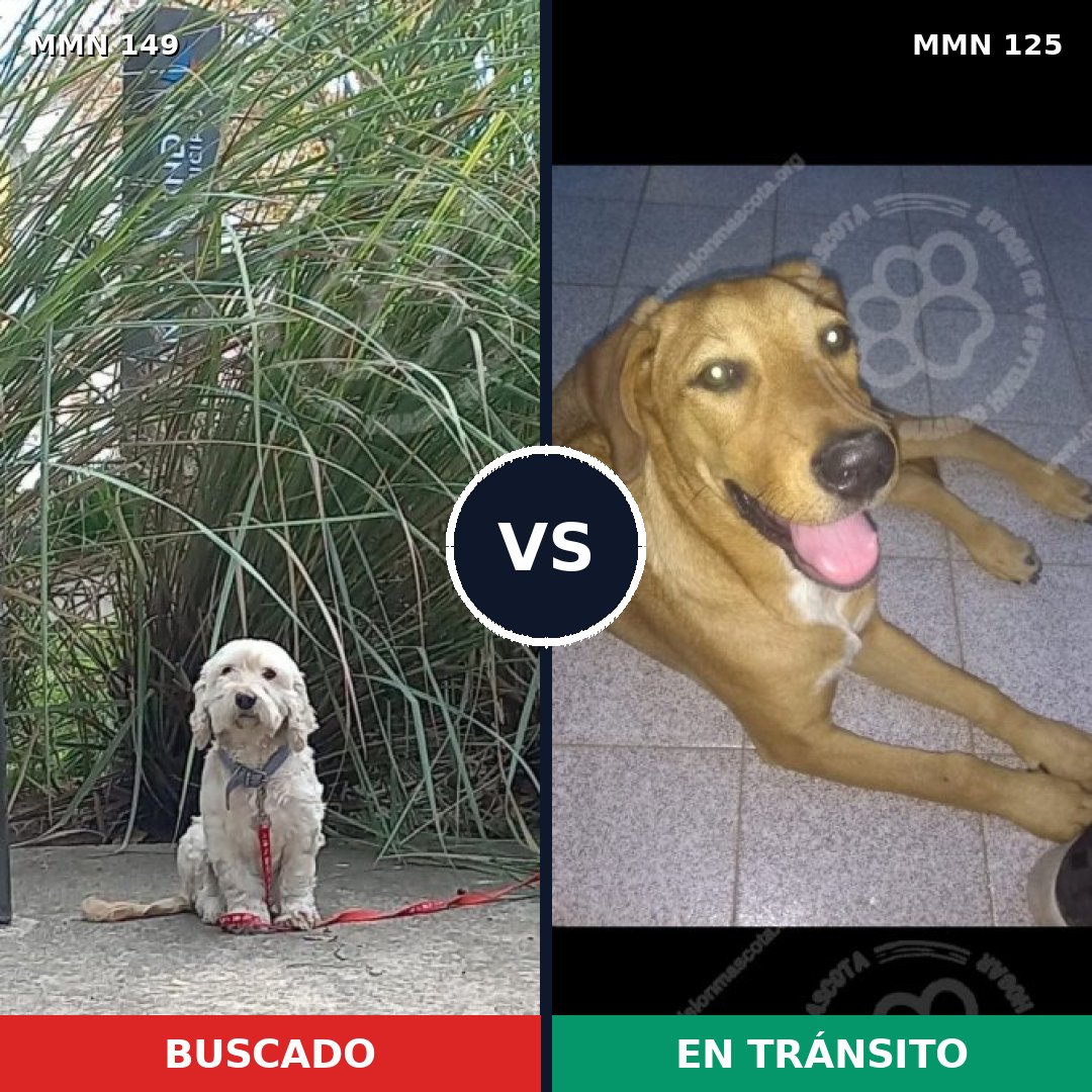 Comparativa MMS 3576: mascota perdida y mascota encontrada, 63% de similitud