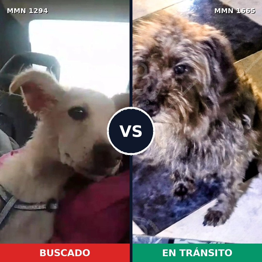 Comparativa MMS 35760: mascota perdida y mascota encontrada, 66% de similitud