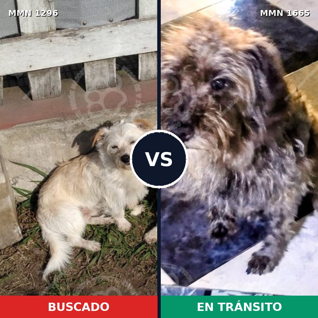 Comparativa MMS 35761: mascota perdida y mascota encontrada, 57% de similitud