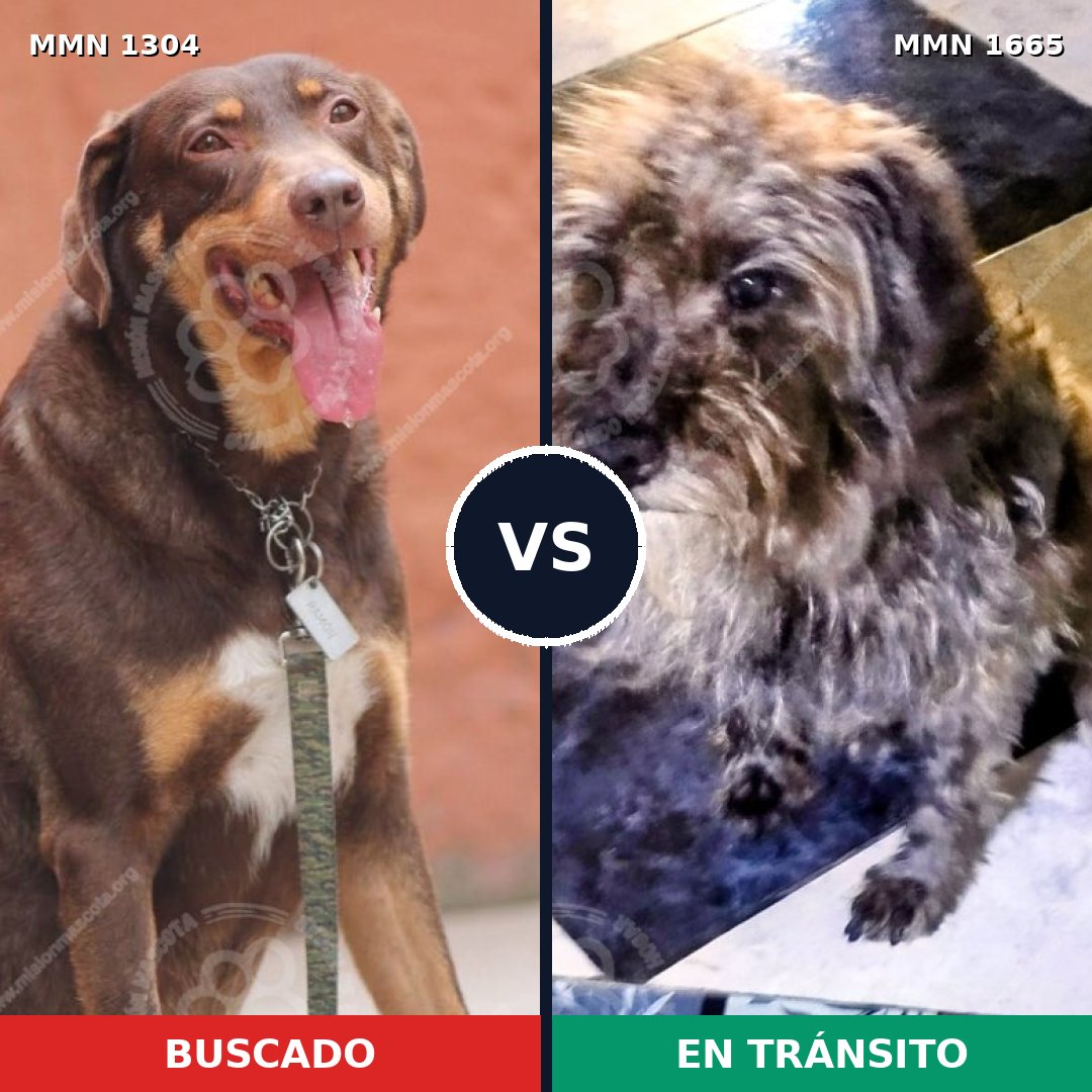 Comparativa MMS 35763: mascota perdida y mascota encontrada, 66% de similitud