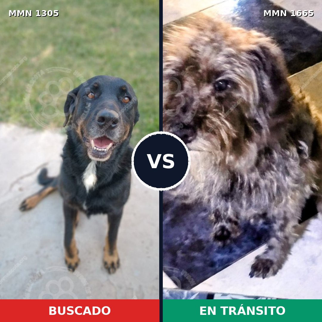 Comparativa MMS 35764: mascota perdida y mascota encontrada, 61% de similitud