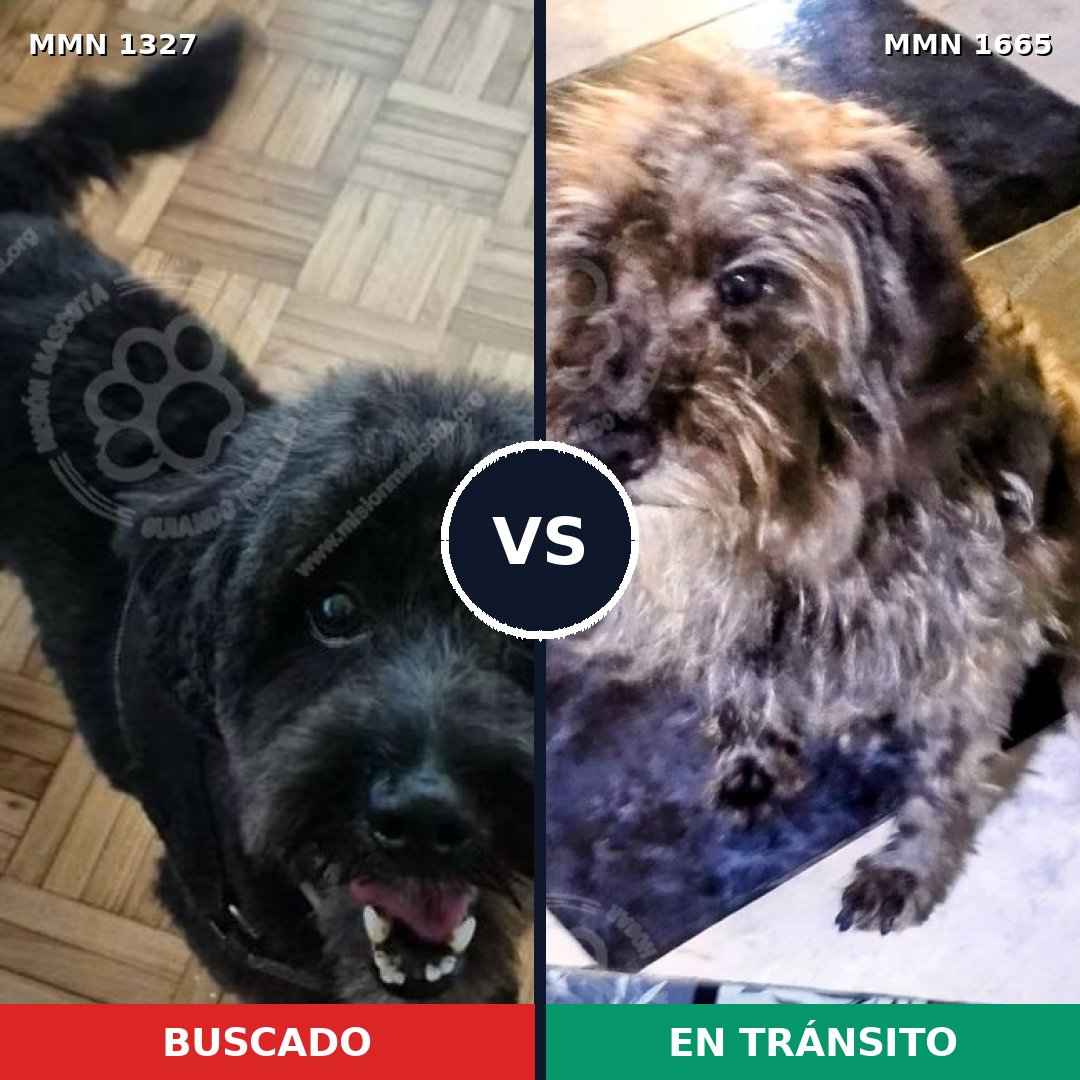 Comparativa MMS 35765: mascota perdida y mascota encontrada, 75% de similitud