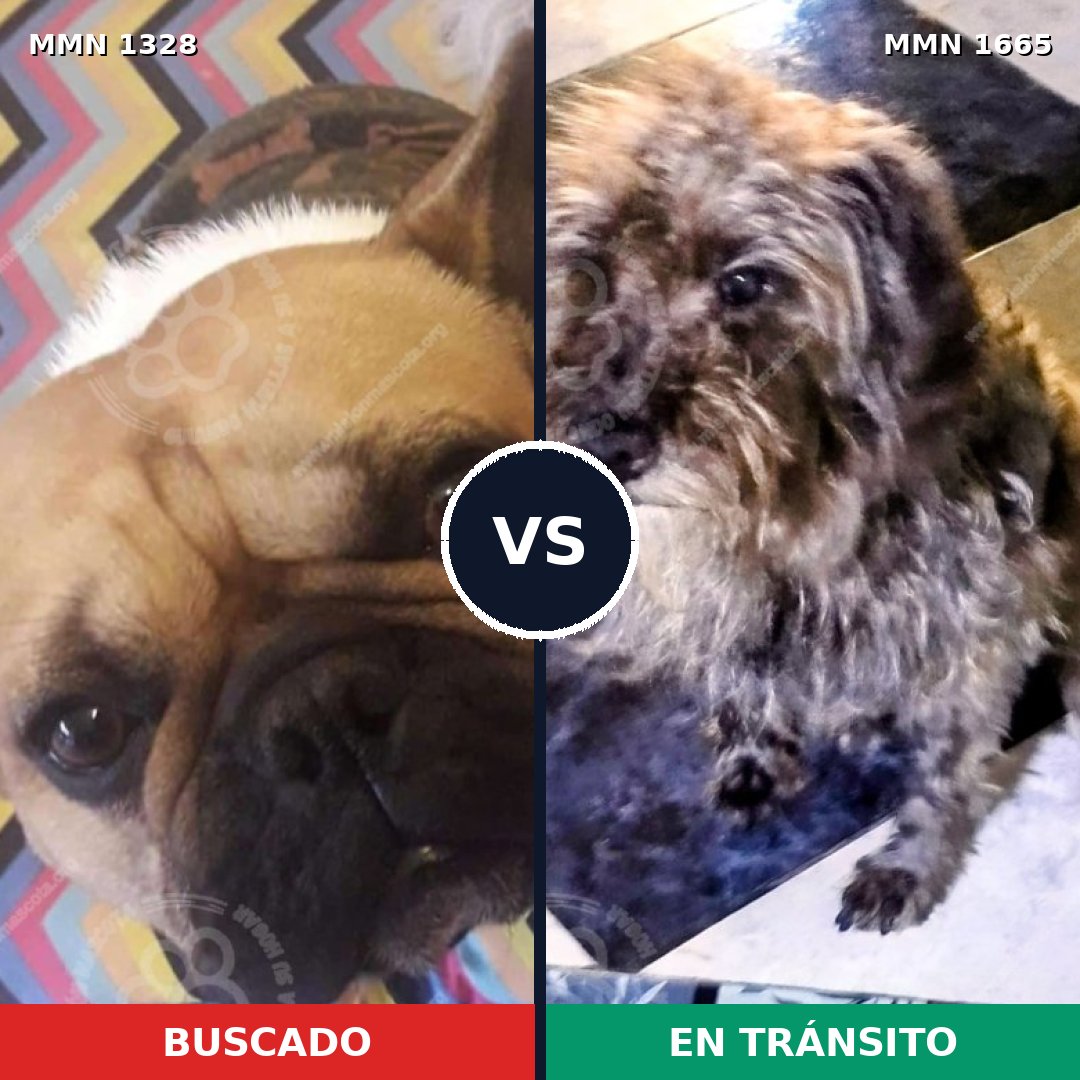 Comparativa MMS 35766: mascota perdida y mascota encontrada, 35% de similitud